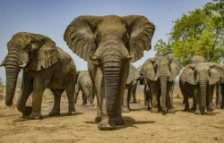 a herd of elephants