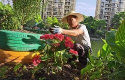 applying compost to the flower garden in Chinese residential neighborhood