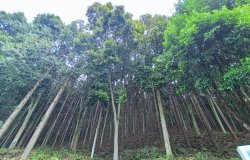  Forest in Sanming City