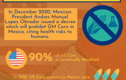 Genetically Modified Corn 