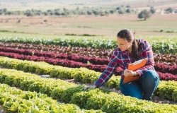 Young technical woman working in a field of lettuce with a folder