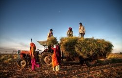 Family harvesting crops, near Jaipur, India.