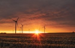 A field of wind turbines at sunset.