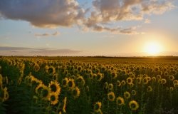 Sunflowers in a field