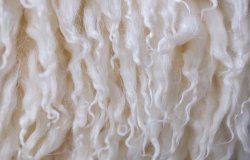 Close up of sheep's wool