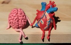 figurines of a brain and heart