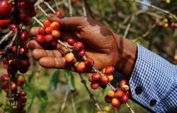 https://africaupclose.wilsoncenter.org/new-pan-african-trade-deal-can-transform-the-continents-food-systems/