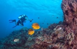 Pair of Oriental butterflyfish in the coral reef with a scuba diver, Spratly Islands, South China Sea.