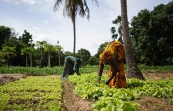  Two women farmers weeding a salad garden in a West African rural community