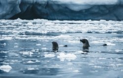 Hooded seal swimming in Greenland.