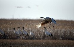 zhiyuan wetland pic