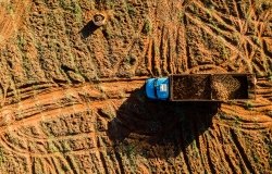 Aerial view of the cassava harvest in Mato Grosso do Sul, Brazil