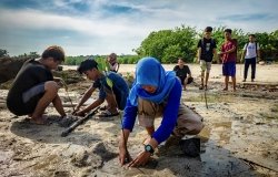 Mangrove Tree Planting carried out by the local environmental community on the coast of Tanjung Tinggi, Belitung, Indonesia
