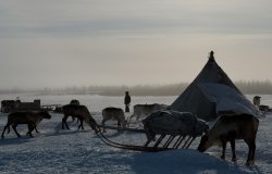 Backlit reindeer camp in Sweden in spring