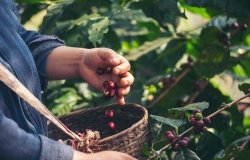 Image - Final Report: Brazil-U.S. Dialogue on Sustainability and Climate Change