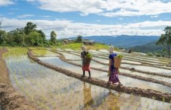 Karen tribe women with paddy rice terraces with water reflection, green agricultural fields in countryside, mountain hills valley, Pabongpieng, Chiang Mai, Thailand.