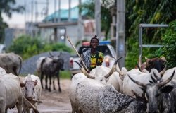 A young Fulani herder walking with his livestock along the roadside in Lekki, Lagos, Nigeria.