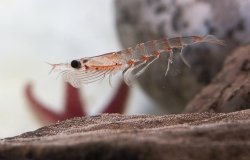 Antarctic krill, which floats in the water near the rocks