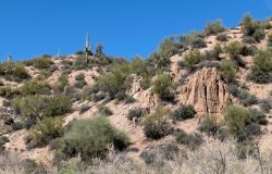 Sonora desert