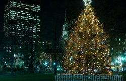 Boston Commons Christmas Tree