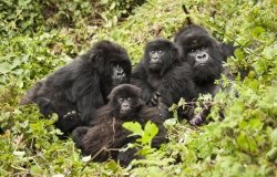 Mountain Gorillas