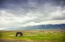 Horse in the mountains at dramatic overcast sky near Alakol lake in Kazakhstan, central Asia