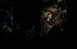 American jaguar female in the darkness of a Brazilian jungle