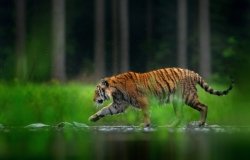 Tiger walking in lake water