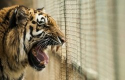 Tiger in a cage