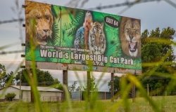 Wildlife Trade: From Tiger King to COVID-19